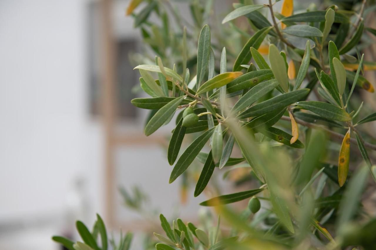 Agrikia Tis Vasilikis Apartment Ormilia Exterior photo