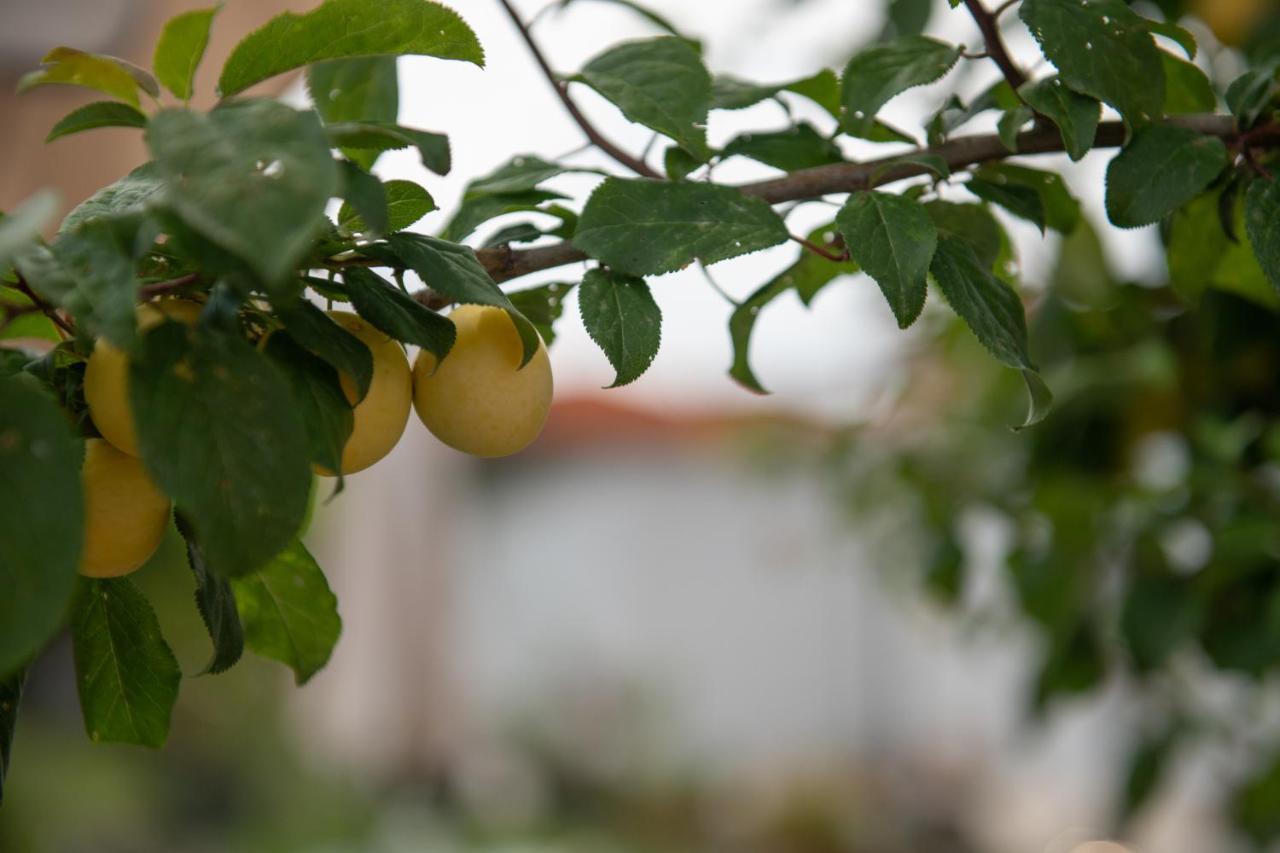 Agrikia Tis Vasilikis Apartment Ormilia Exterior photo